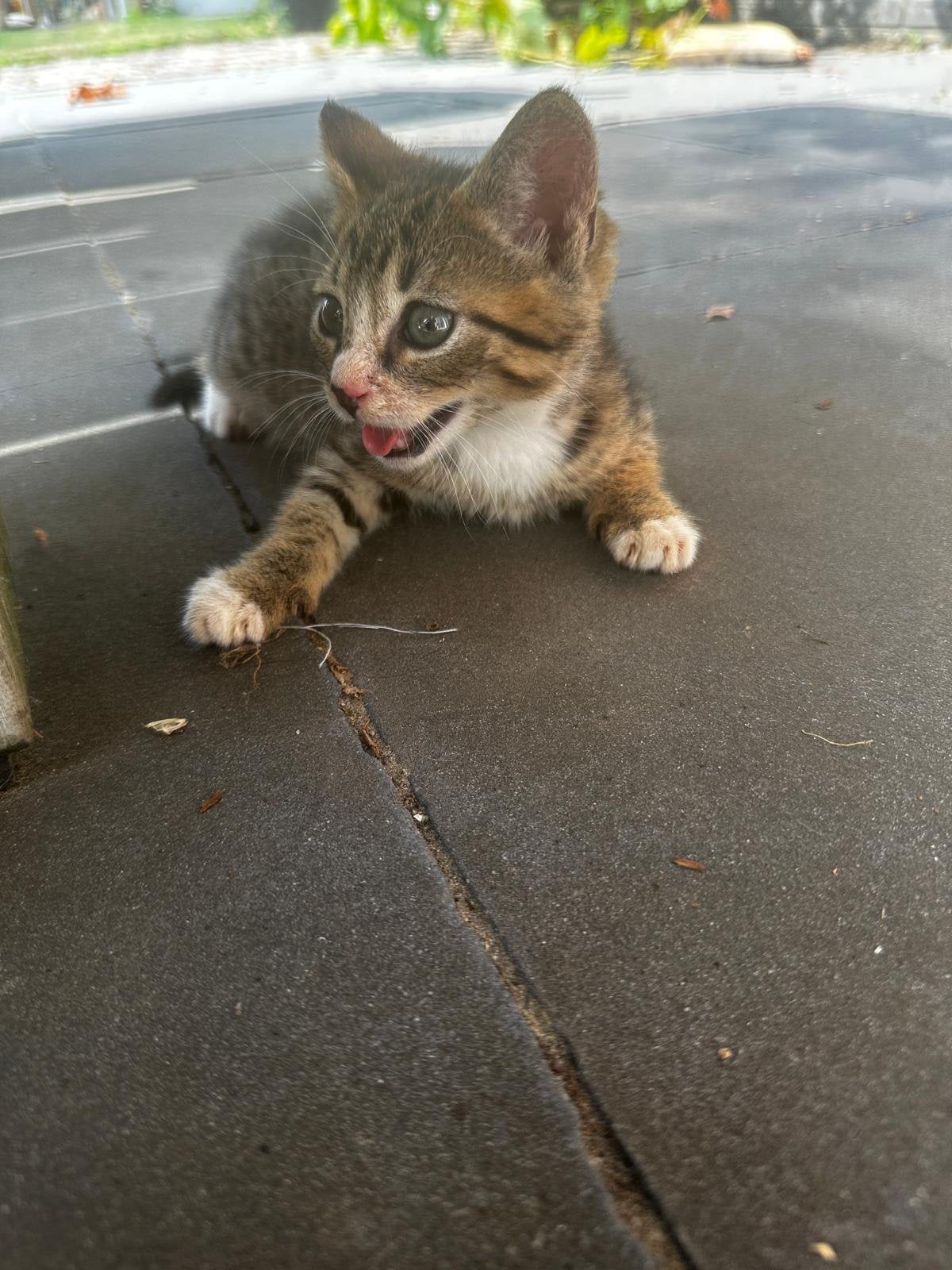 Kitten Europeese korthaar, Dieren en Toebehoren, Kater, 0 tot 2 jaar