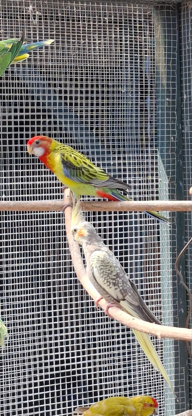 pracht rosella, Dieren en Toebehoren, Meerdere dieren, Parkiet