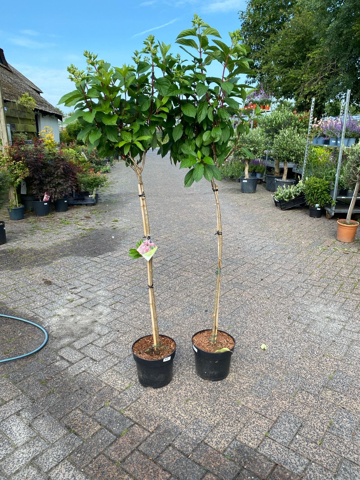 Hortensia Pinky-Winky op stam - Twee prachtige planten, Tuin en Terras, Vaste plant, Halfschaduw, Zomer, Ophalen