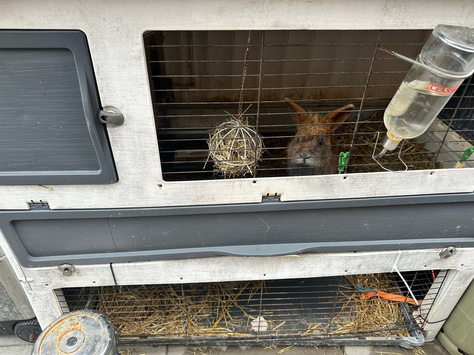 Twee konijntjes met kooi grand lodge, Meerdere dieren, Dwerg, 0 tot 2 jaar