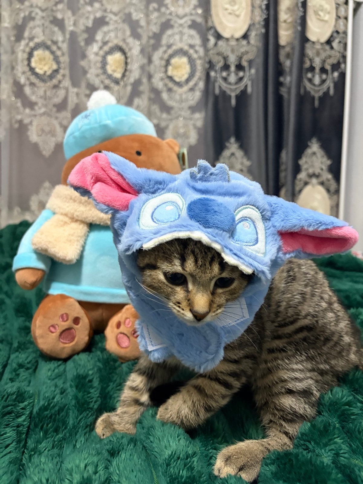 Brits korthaar Simbo, Kater, Kortharig, 0 tot 2 jaar