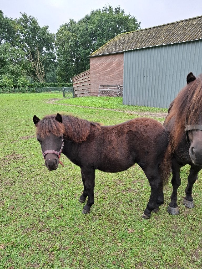 Shetlander merrieveulen, Dieren en Toebehoren, Merrie