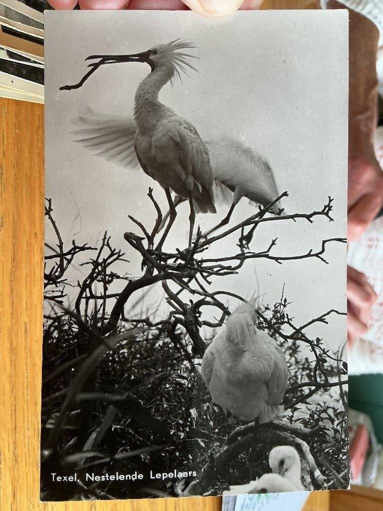 Texel lepelaars, Verzenden, 1940 tot 1960, Gelopen, Waddeneilanden