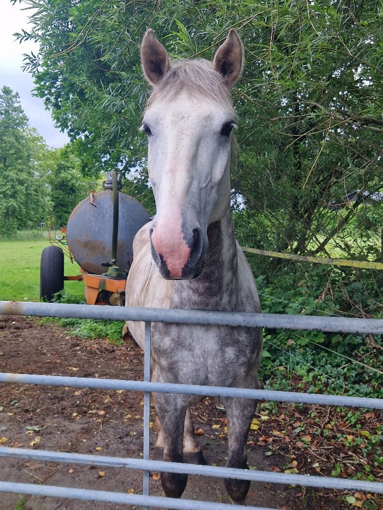 Leuk 8 jarige E pony, Dieren en Toebehoren, Pony's, Ruin, E pony (1.48m - 1.57m), Recreatiepony, 7 tot 10 jaar, Gechipt