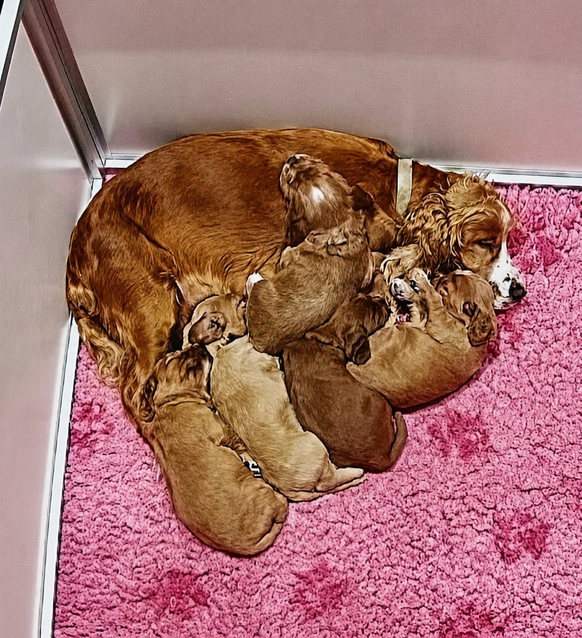 Prachtige F1 Cockapoo pups uit geteste ouders. Nog 1 reutje., Dieren en Toebehoren, Honden | Niet-rashonden, Parvo, 8 tot 15 weken