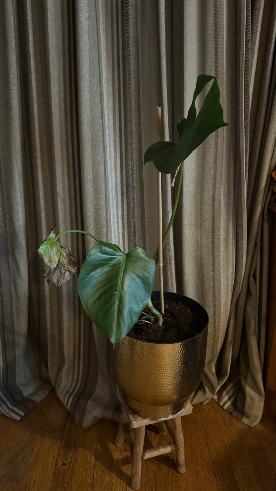 Monstera Deliciosa kamerplant  plant gouden goudkleurige pot, Overige soorten, In pot, Minder dan 100 cm, Groene kamerplant