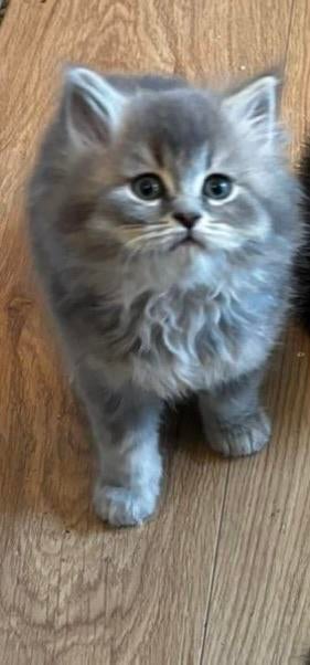 Brits korthaar kittens, Dieren en Toebehoren, Katten en Kittens | Raskatten | Korthaar, Meerdere dieren, 0 tot 2 jaar, Ontwormd