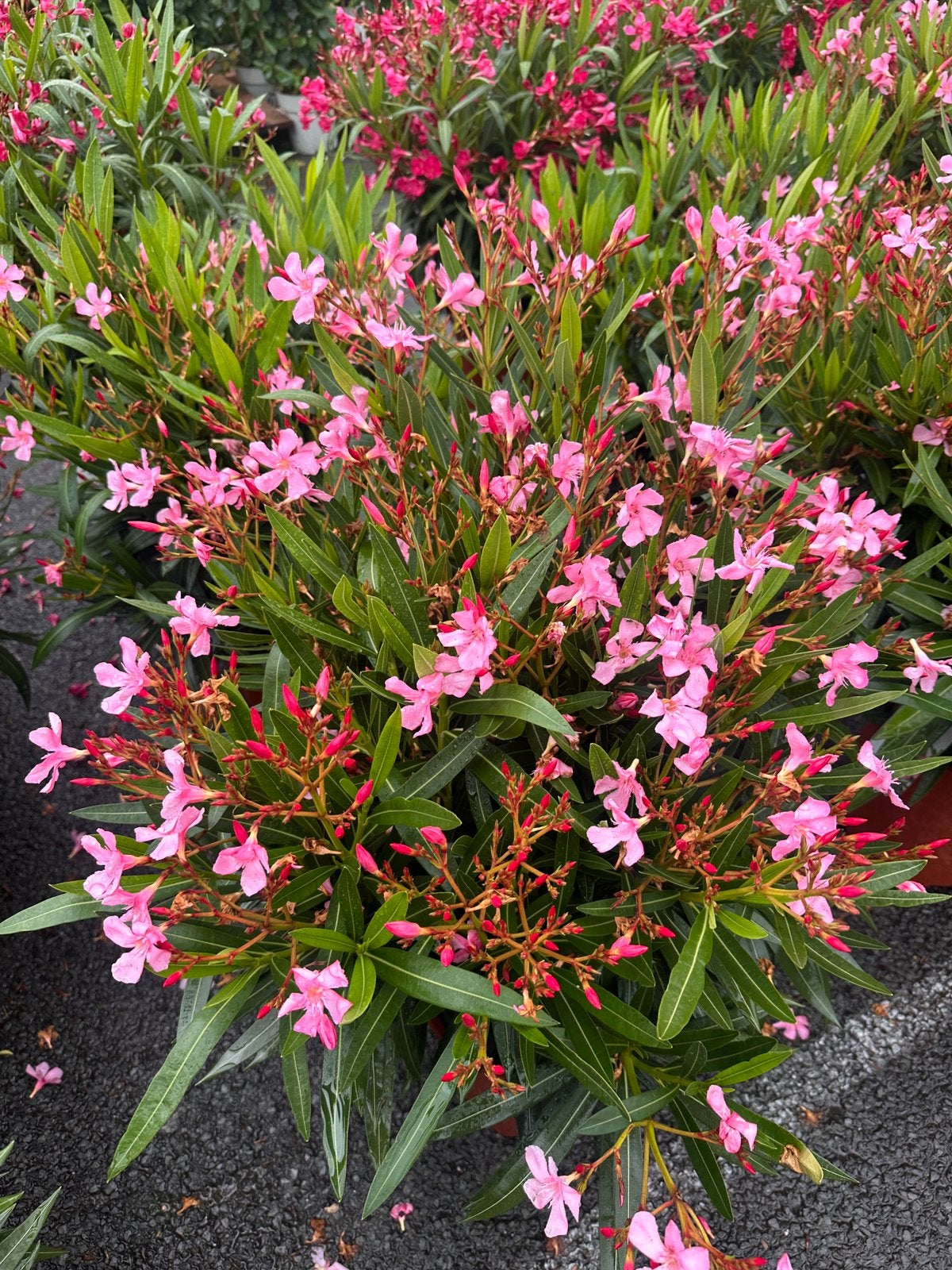 Oleander, Grootste assortiment. Papegaaiweg 35 Wenum, Tuin en Terras, Planten | Tuinplanten, Overige soorten, Volle zon, Ophalen
