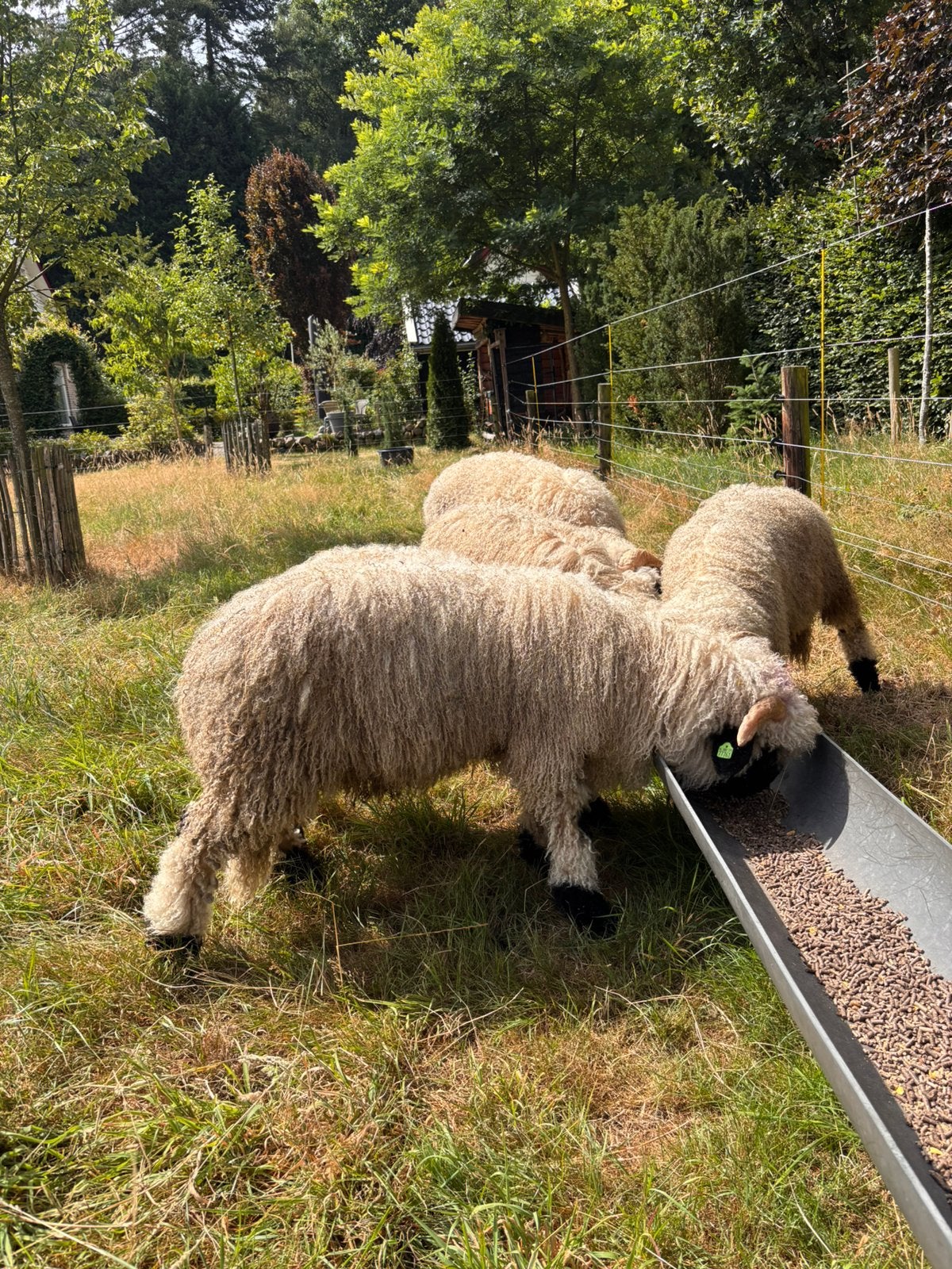 Wallischer Schwarznase dekrammen ARR-ARR gecertificeerd, Mannelijk, Schaap