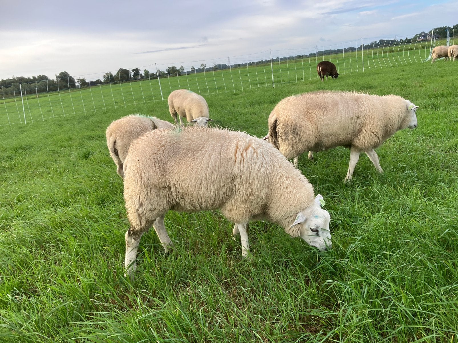 Swifterram dekrammen, Dieren en Toebehoren, Mannelijk, Schaap, 0 tot 2 jaar
