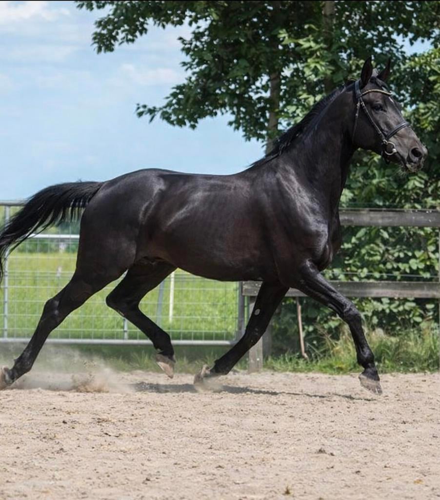 Lease paard leaser (bijrijder verzorger), Ophalen, Nieuw, Dressuur