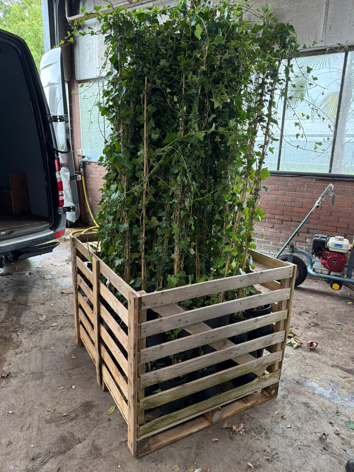Hedera hoog 180/200 + partij 250st tot 25 st 4,95 daarna3,95, Ophalen, Vaste plant, Bloeit niet, Halfschaduw