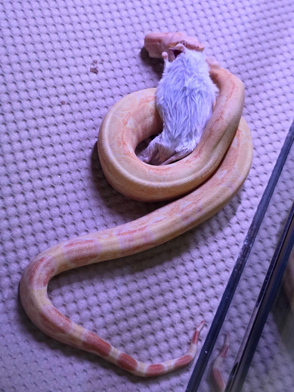 Albino Kahl 66%Blood/Anery 1.0 Boa, Ophalen of Verzenden