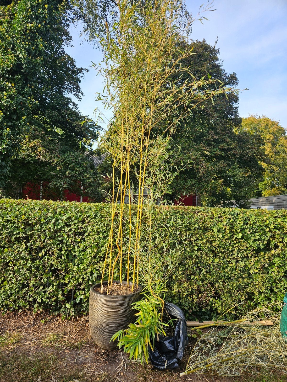 Bamboe pot  -  in luxe CAPI bloempot 55x53cm + GRATIS bamboe, Tuin en Terras, Vaste plant, Bloeit niet, Halfschaduw, Ophalen