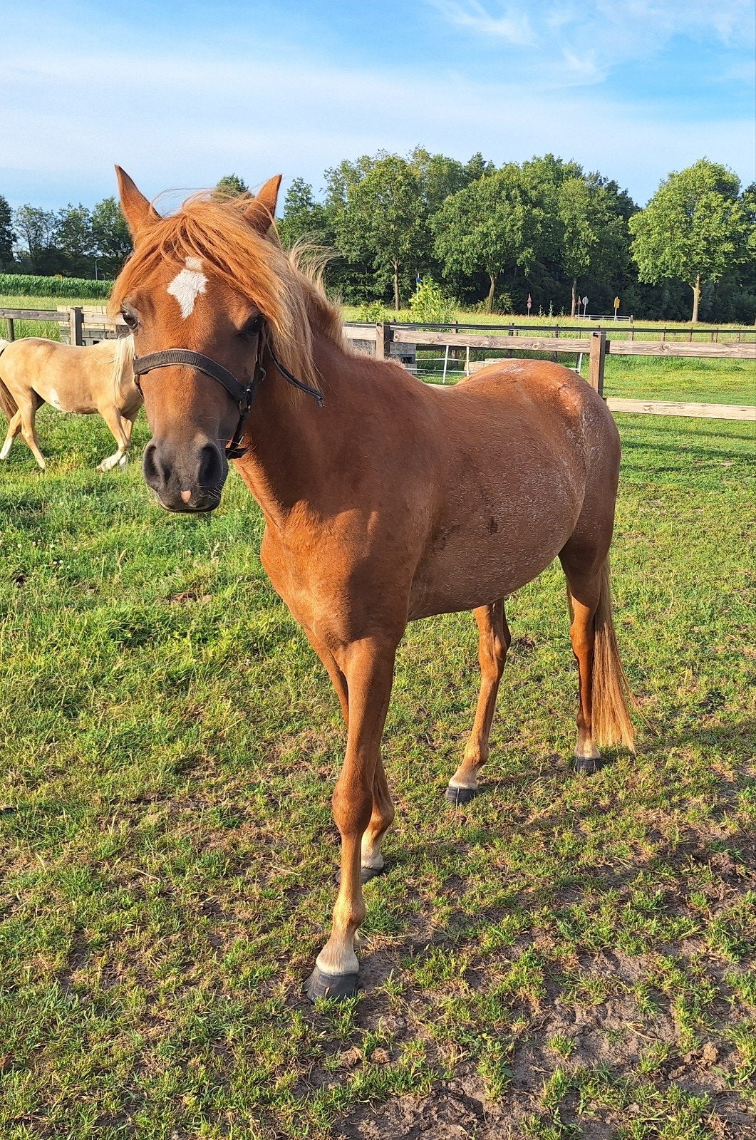 3 jarige Welsh merrie C pony, Merrie