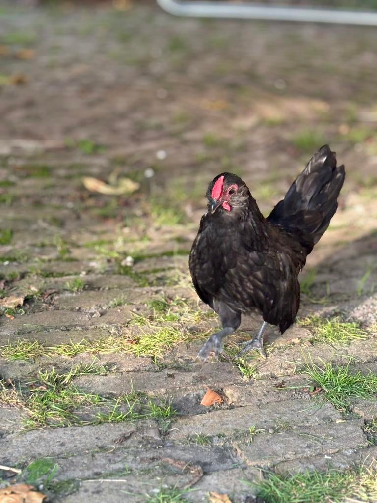 Antwerpse baardkriel haan, Dieren en Toebehoren, Mannelijk, Kip