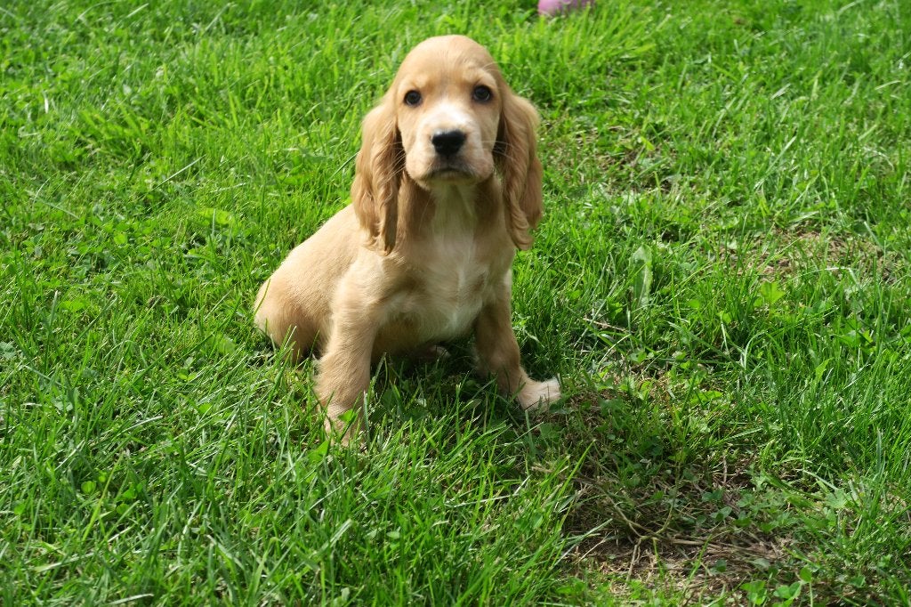 Engelse Cocker Spaniel pups, Parvo, Nederland, 8 tot 15 weken, Meerdere
