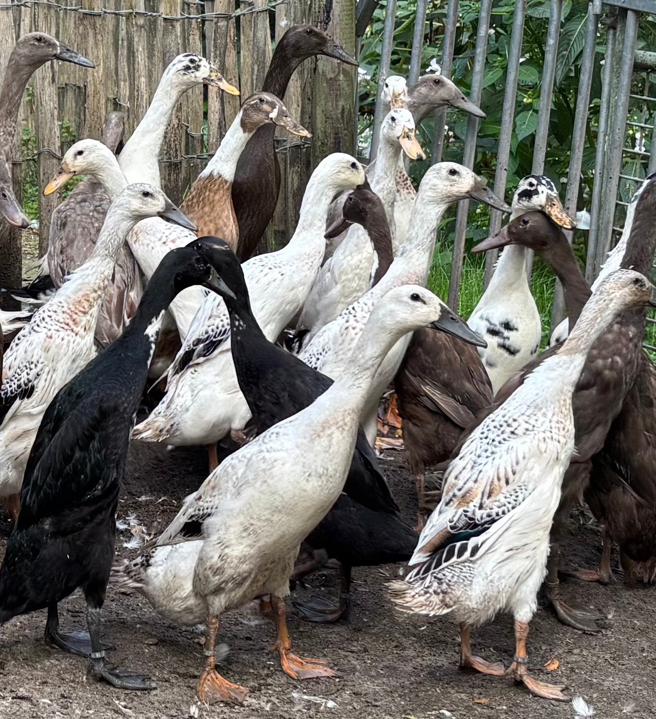 Jonge, raszuivere vrouwlijke Indische Loopeenden beschikbaar, Dieren en Toebehoren, Vrouwelijk, Eend