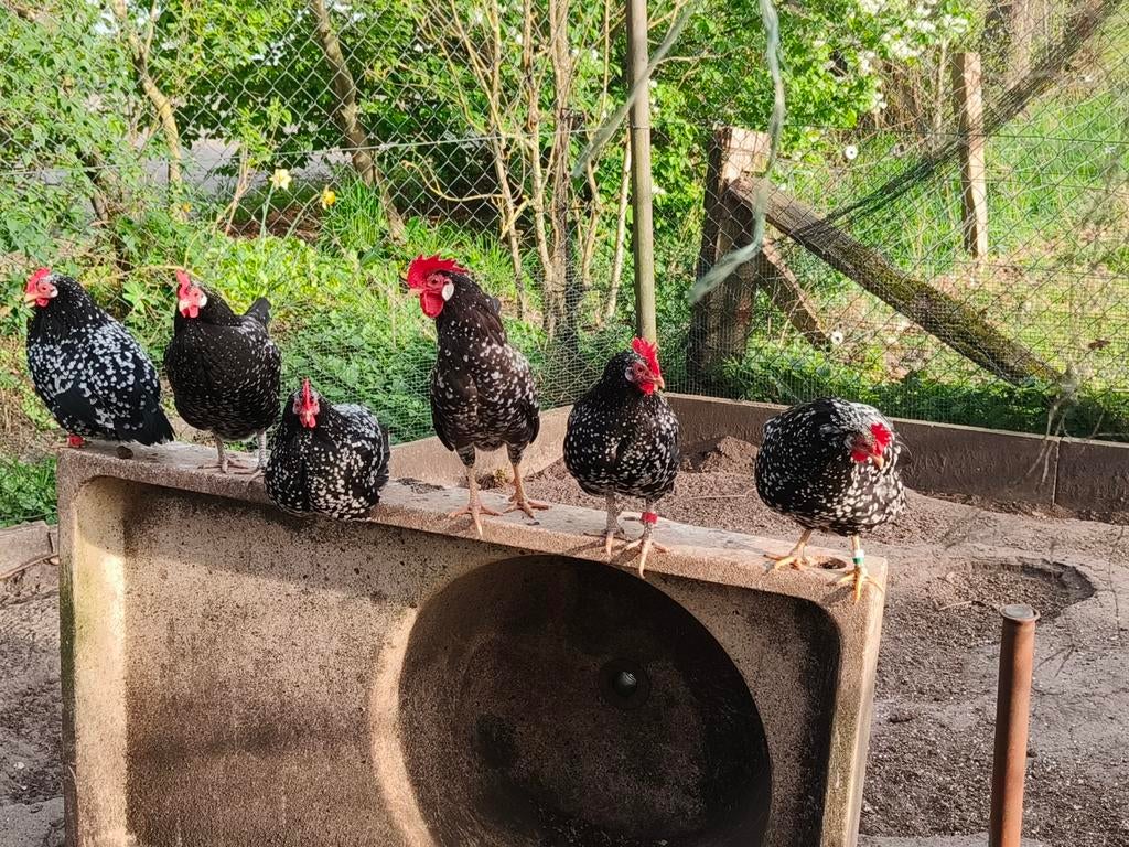 Ancona krielhaantje, Dieren en Toebehoren, Pluimvee, Meerdere dieren, Kip