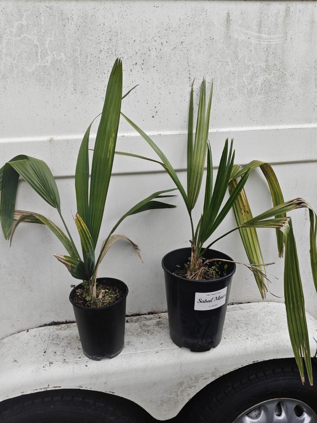 Sabal minor, Overige soorten, Volle zon, Vaste plant, Ophalen of Verzenden