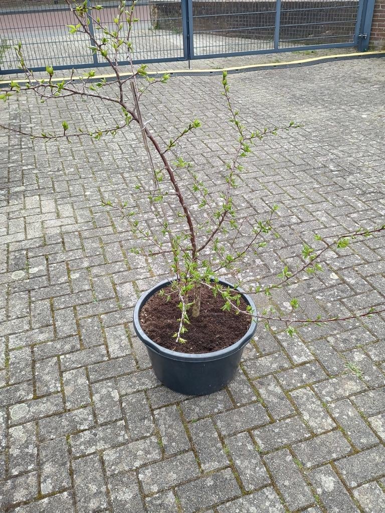 Te koop abrikoos boompje, Ophalen, Overige soorten, Volle zon