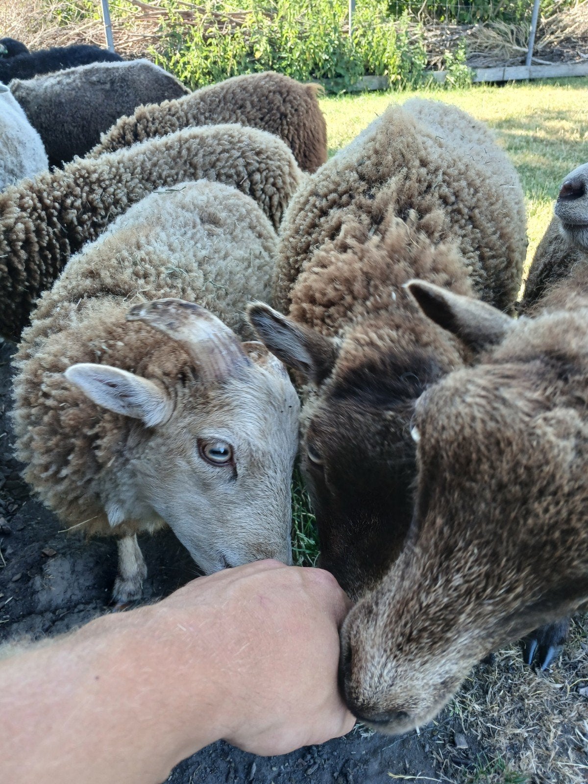 Diverse ouessant schapen., Dieren en Toebehoren, Vrouwelijk, Schaap
