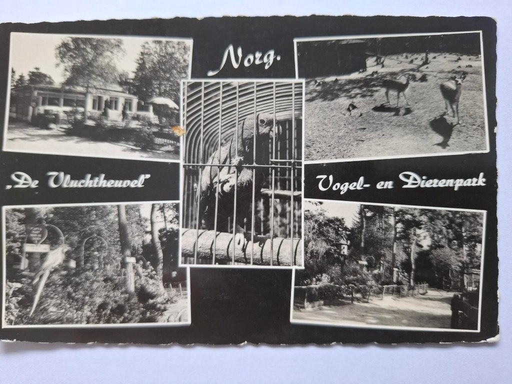 Zoo, Ophalen of Verzenden, 1960 tot 1980, Gelopen, Wild dier