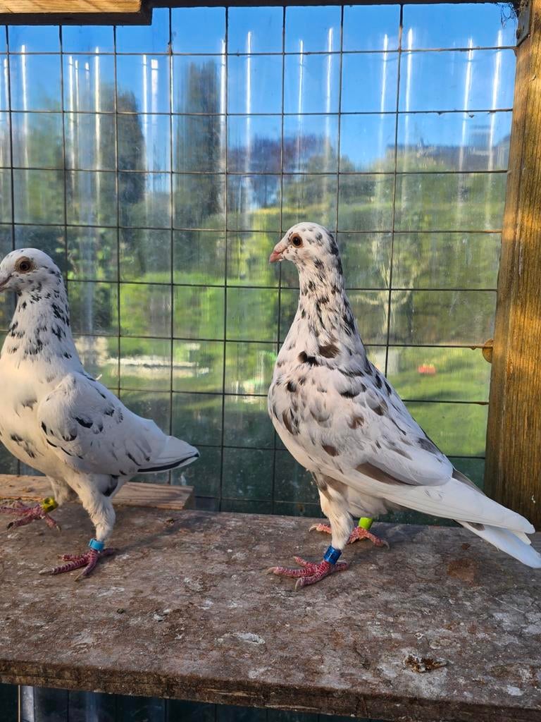 Postduiven duiven te koop, Dieren en Toebehoren, Meerdere dieren, Postduif