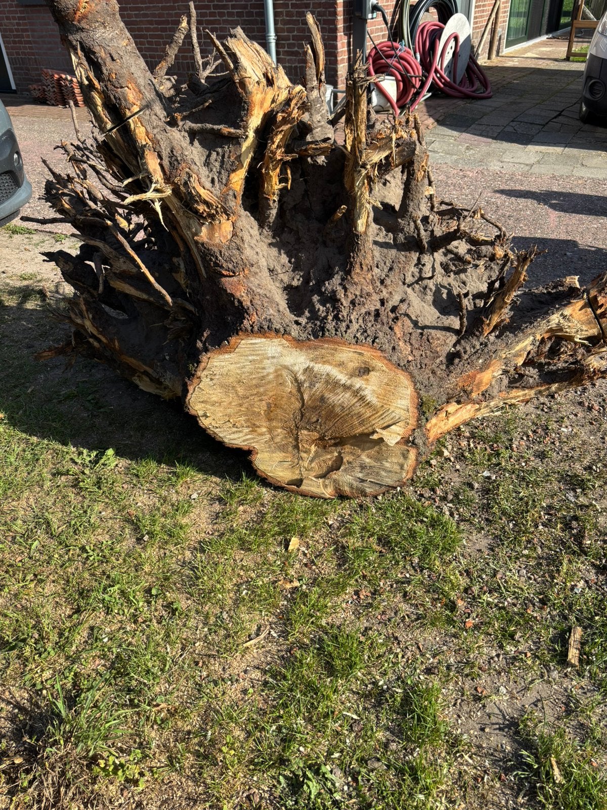 Boomstronk gratis berk decoratie of tuin, Tuin en Terras, Minder dan 3 m³, Ophalen of Verzenden