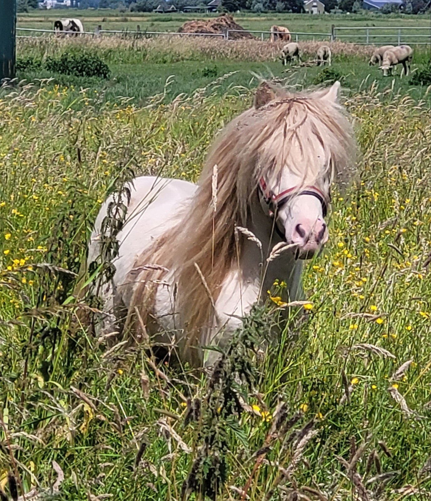 Super stoer en Prachtig hengstje, Hengst, A pony (tot 1.17m), Ontwormd, 7 tot 10 jaar