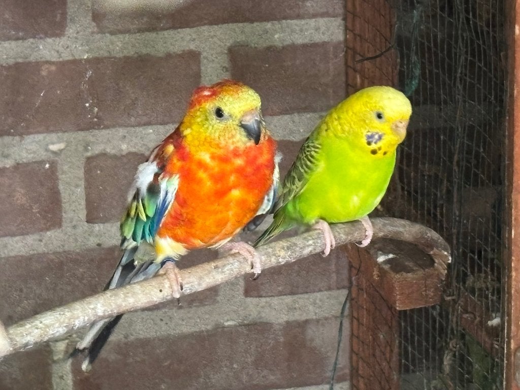 Te koop: Roodrugparkieten en Grasparkiet, Dieren en Toebehoren, Vogels | Parkieten en Papegaaien, Meerdere dieren, Parkiet, Geringd