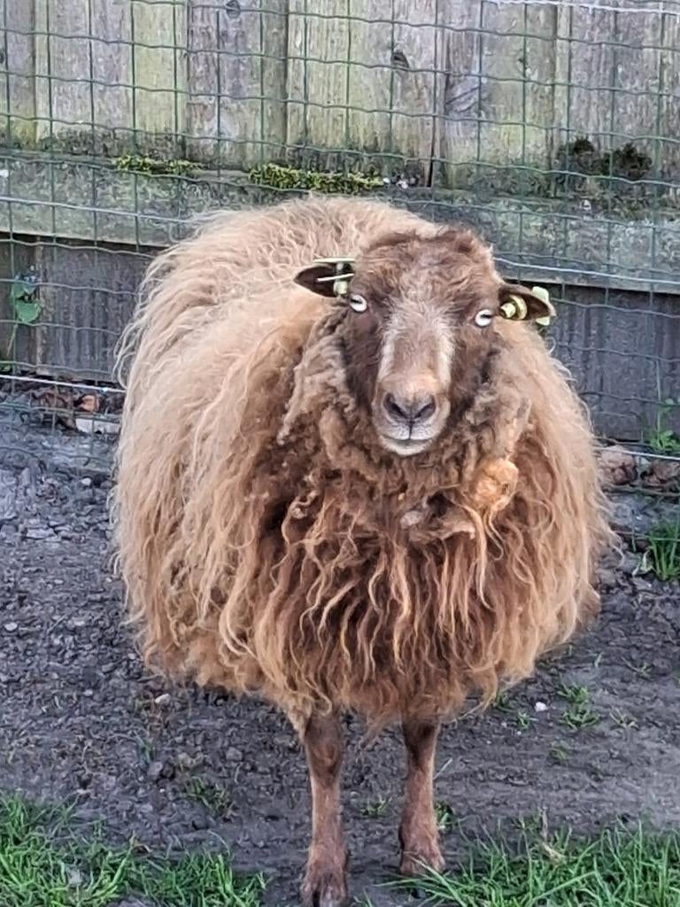 Qs schaapjes  1ooi wit 1ooi bruin 1 ram  grijs, Mannelijk, Schaap