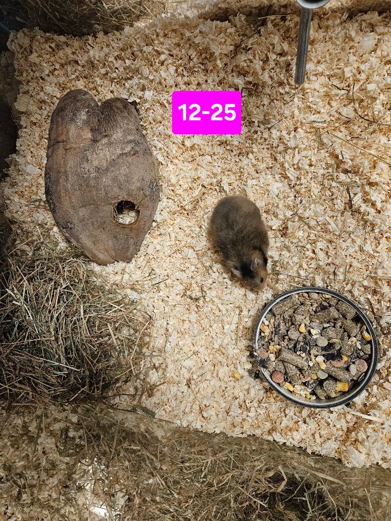 Mesocricetus auratus Goud Hamster, Dieren en Toebehoren, Maart, Meerdere dieren, Hamster