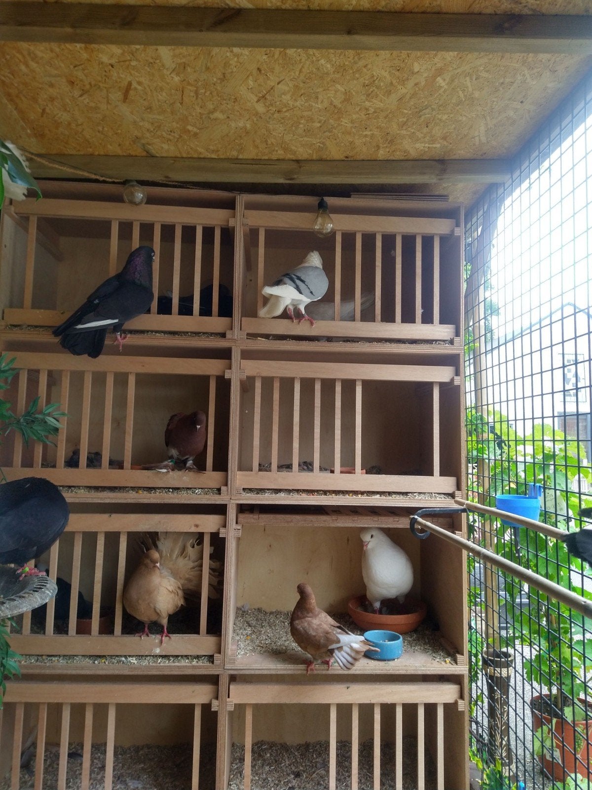 Duiven broekhokken, Dieren en Toebehoren, Meerdere dieren, Overige soorten
