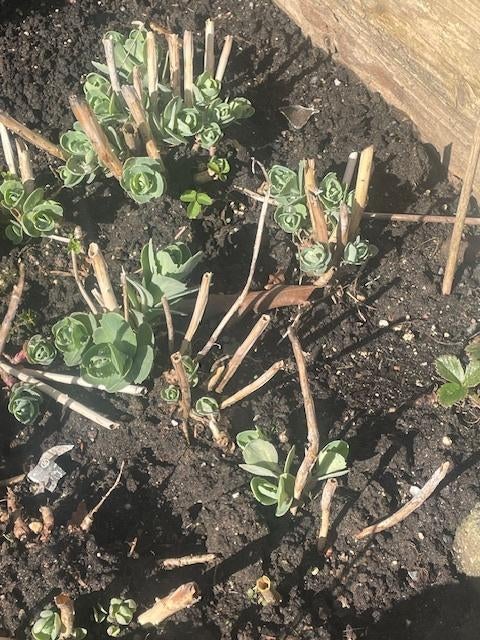 Sedum, Volle zon, Vaste plant, Herfst, Ophalen