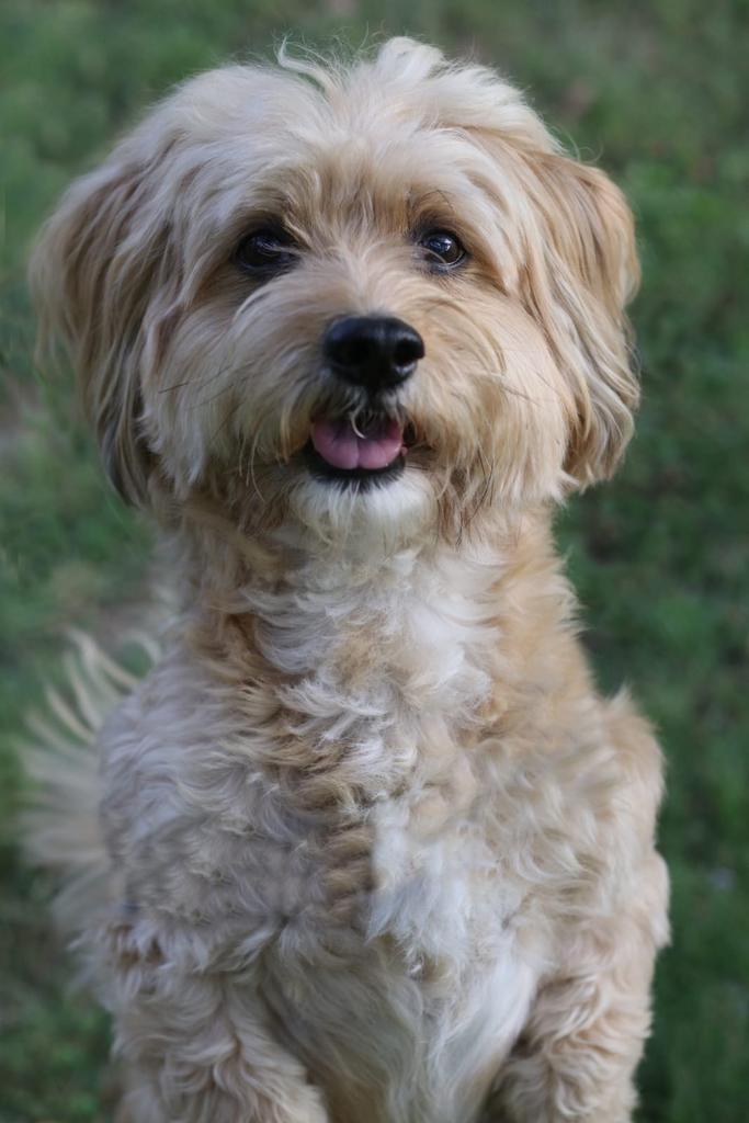 Lieve reu Rady zoekt teefje voor dekking (gezond, slim), 6 jaar of ouder, Reu, Parvo, Eén hond