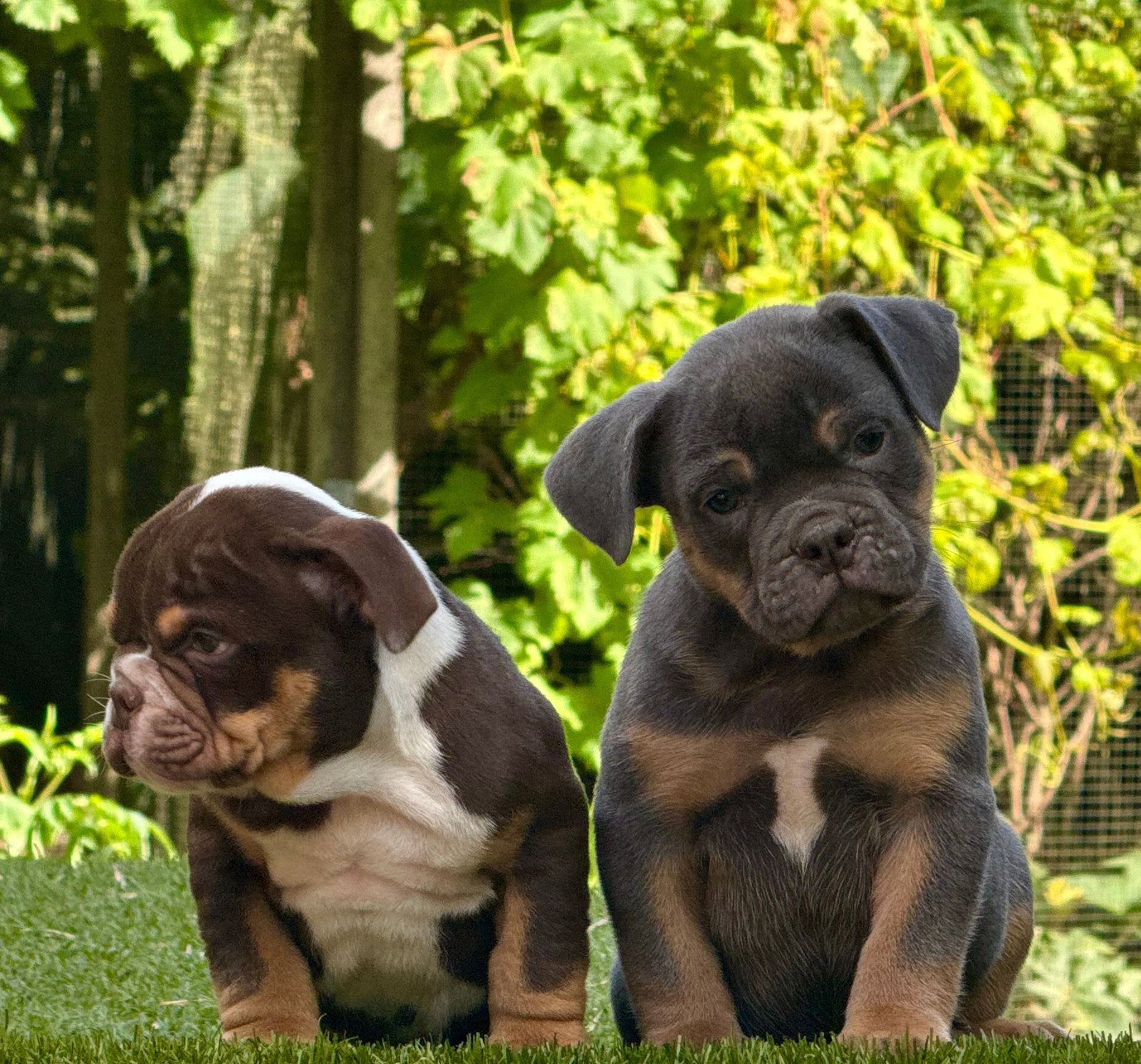 Bullforce Old English Bulldogs 2 reutjes, Dieren en Toebehoren, Nederland, 8 tot 15 weken, Meerdere, Meerdere dieren