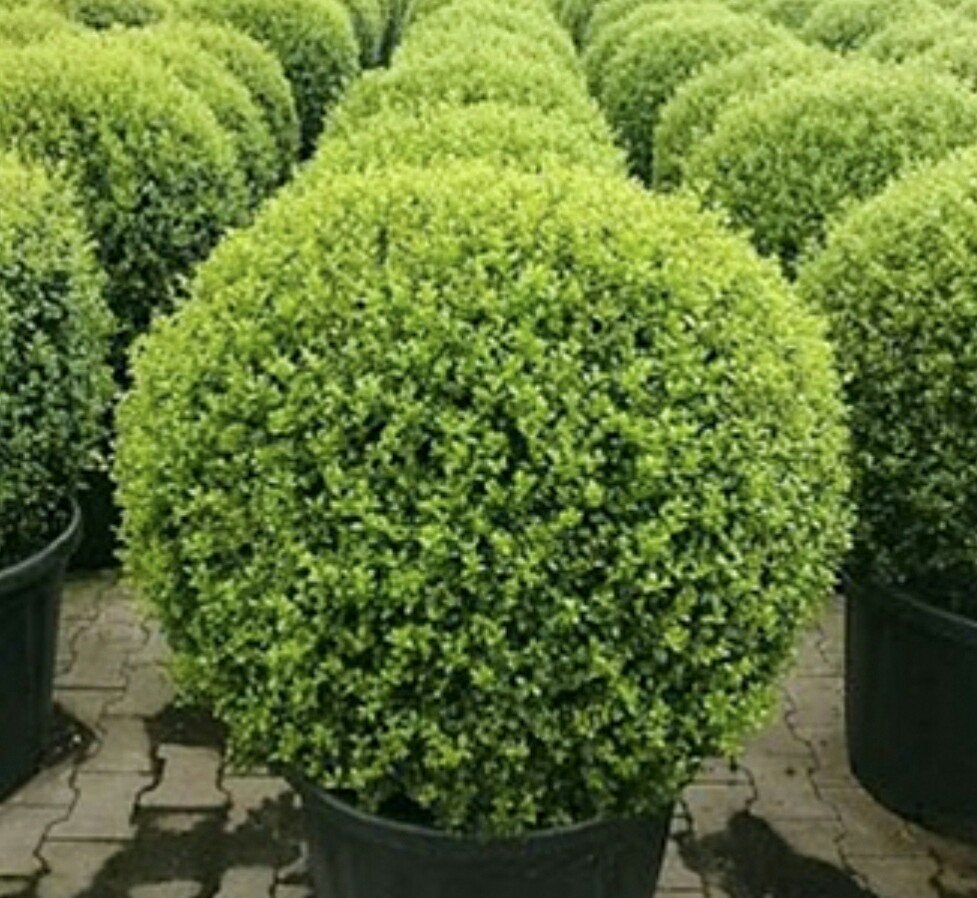 ILEX BOOST (Bemesting), Ophalen of Verzenden, Minder dan 100 cm