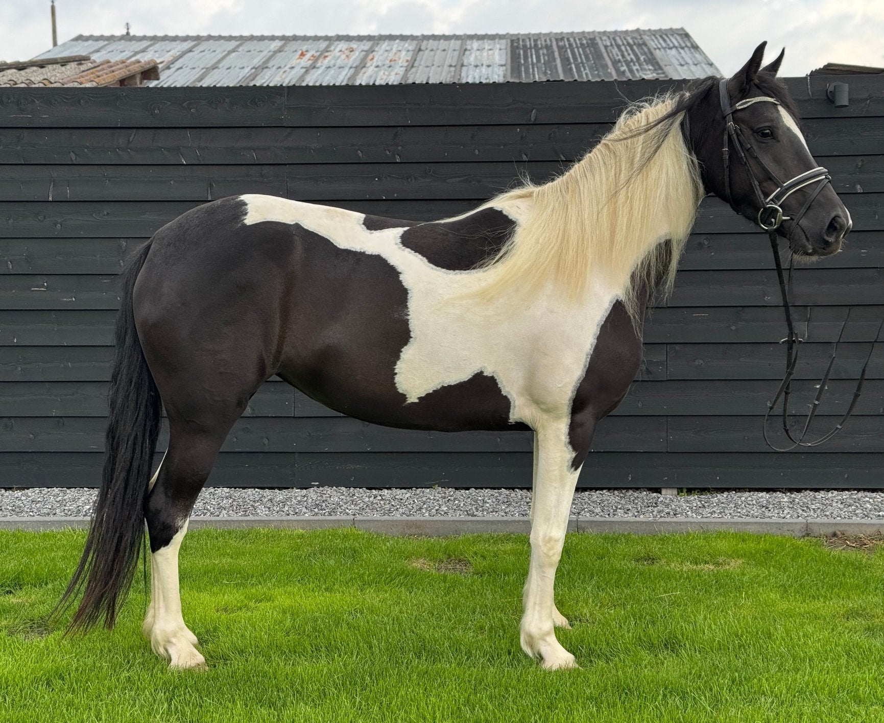 Super lieve en fijn te rijden nederlandse bonte pony, Dieren en Toebehoren, Merrie, Minder dan 160 cm, B, Gechipt