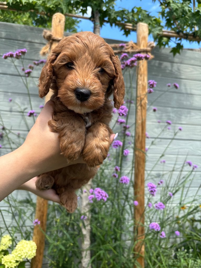 Labradoodle mini, Parvo, Nederland, 8 tot 15 weken, Meerdere