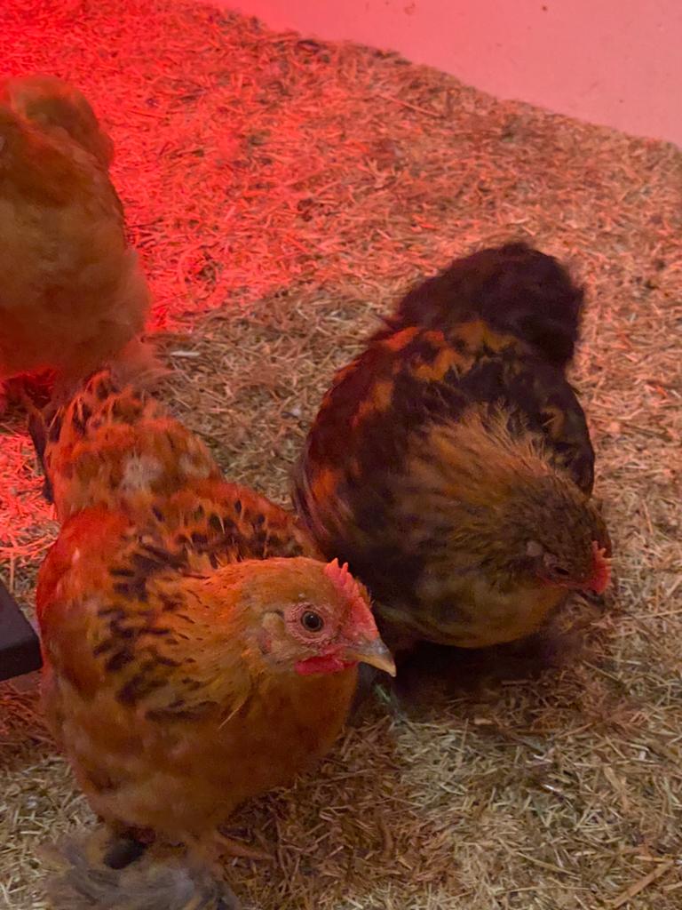 Diverse kleuren cochin haantjes, Dieren en Toebehoren, Mannelijk, Kip