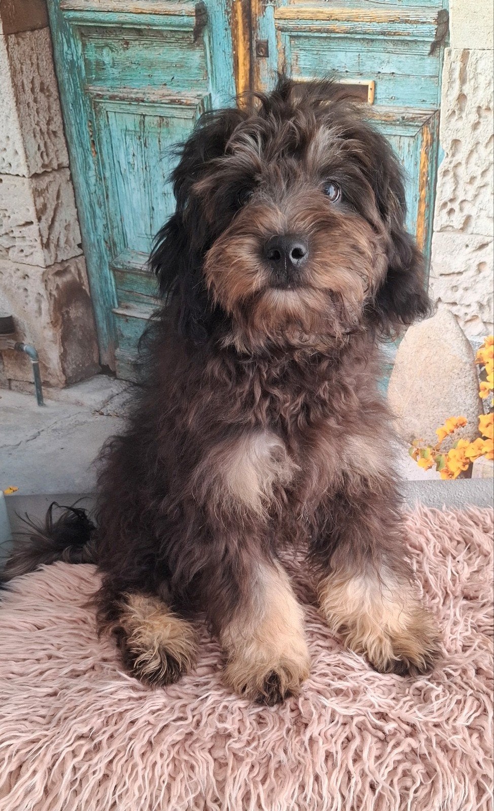 super leuk,  klein blijvend,  black and tan doodle pupje, Parvo, 15 weken tot 1 jaar, Eén hond, Nederland