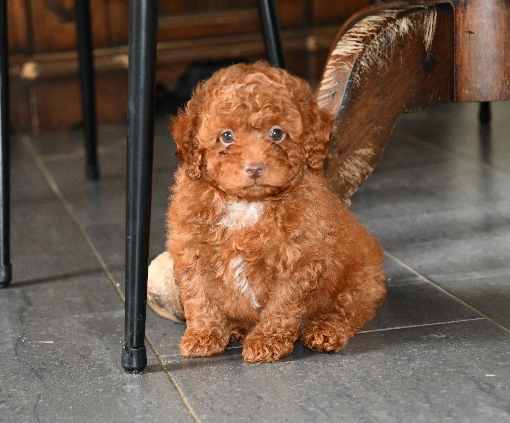Mooie Boomer X Poedel(Toy Doodle) pups uit geteste ouders, Nederland, HCC (leverziekte), Overige rassen, 8 tot 15 weken