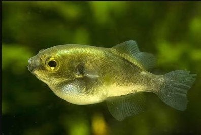 Auriglobus Modestus - Avocado Kogelvis - Koidreams Valburg, Dieren en Toebehoren, Vis, Zoetwatervis