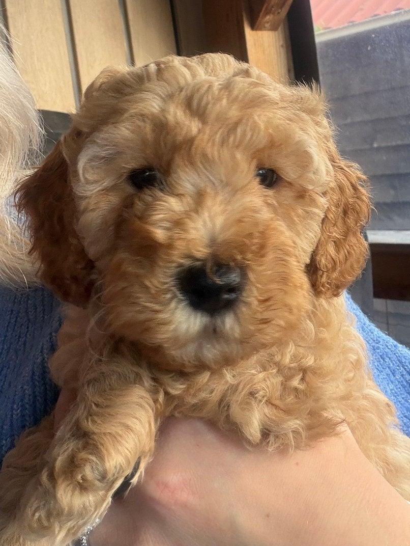 Lieve labradoodle pup zoekt een gouden mandje, 8 tot 15 weken, CDV (hondenziekte), Meerdere, Nederland