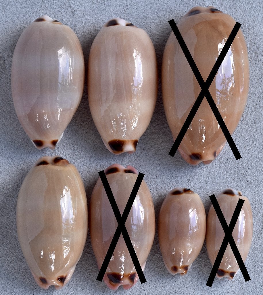 Schelpen: Cypraea pulchra 29-50,6mm  - Eritrea, Ophalen of Verzenden, Schelp(en)