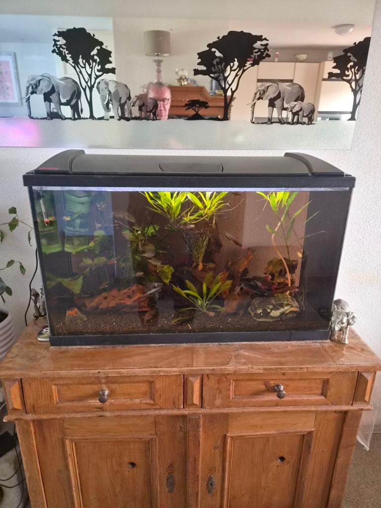 Aquarium te koop, Ophalen of Verzenden, Gebruikt, Gevuld zoetwateraquarium