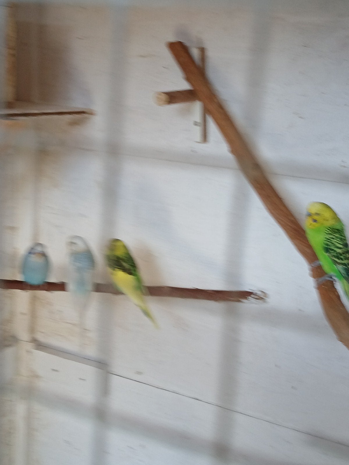 Grasparkieten, Meerdere dieren, Parkiet