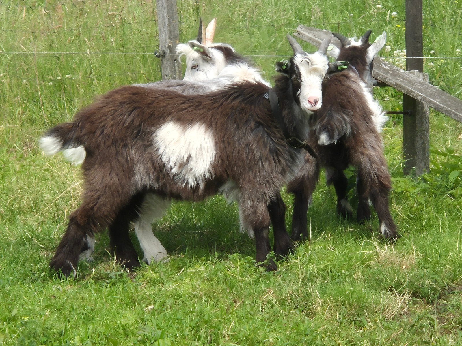 Landgeiten (met stamboom), Dieren en Toebehoren, Mannelijk, Geit