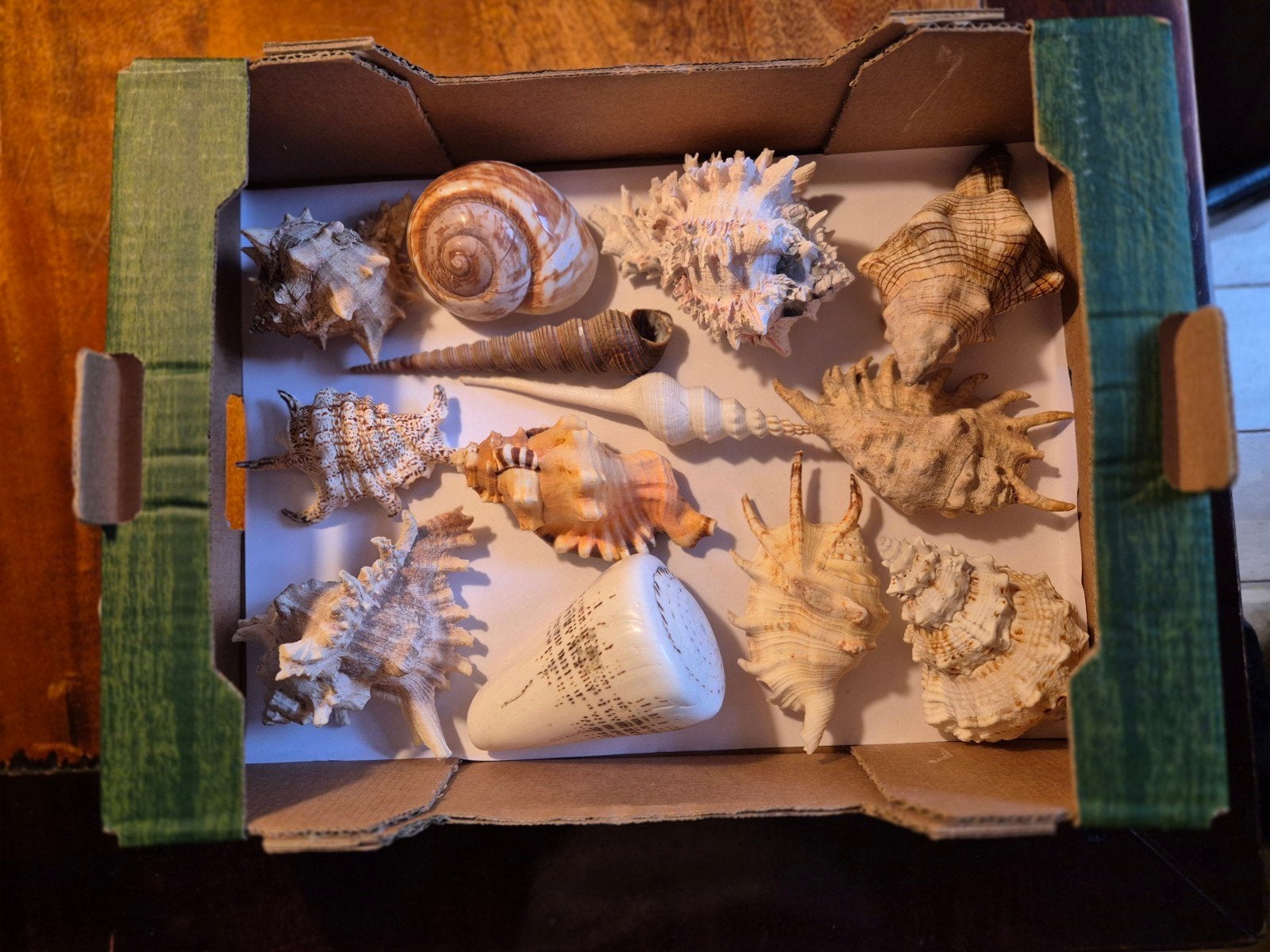 kistje met prachtige schelpen., Verzamelen, Mineralen en Fossielen, Ophalen of Verzenden, Schelp(en)